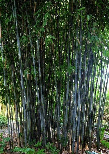Seminarie streng ontrouw Beste keuze Bamboe bamboekwekerij Kimmei Valkenswaard