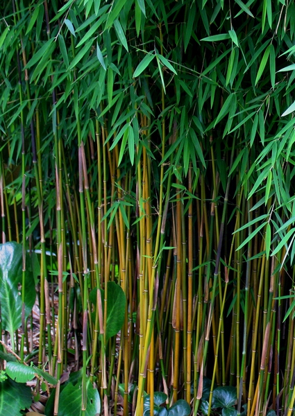 Bamboe bamboekwekerij Kimmei Valkenswaard