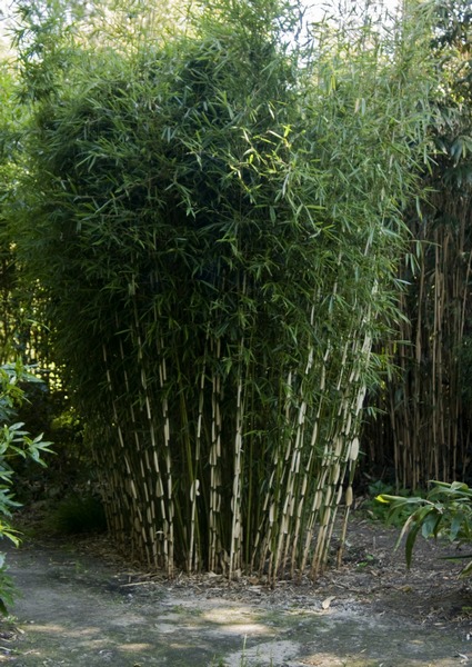 Bamboe bamboekwekerij Kimmei Valkenswaard