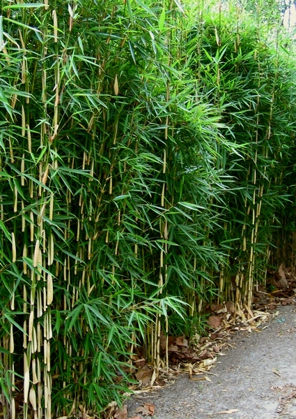 Die Beste Wahl Bambus