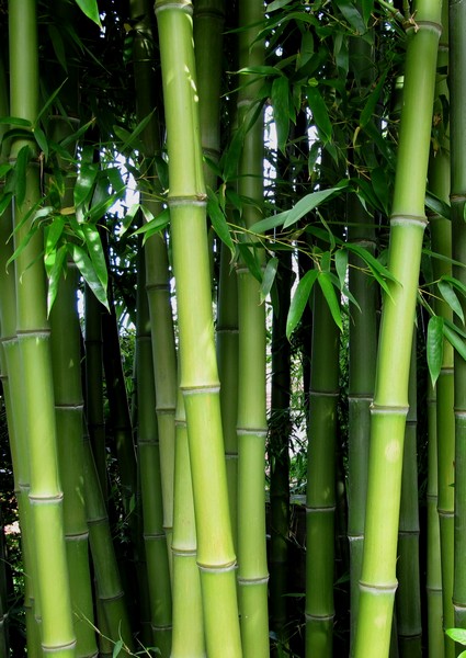 Vuil Genealogie hoeveelheid verkoop Beste keuze Bamboe bamboekwekerij Kimmei Valkenswaard