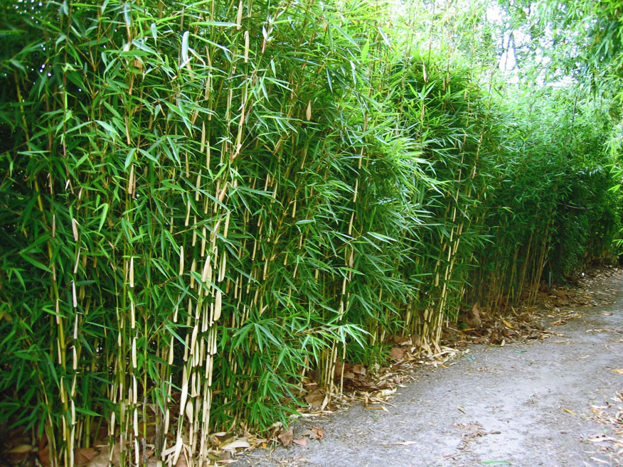 Zachtmoedigheid Profeet eerste bamboehagen bamboekwekerij Kimmei Valkenswaard