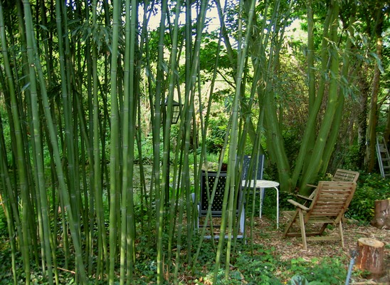 Cadenshae bambusest aluspüksid - Beebipai