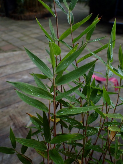 Grande boite en bambou Black Leaf – Natural Mystic